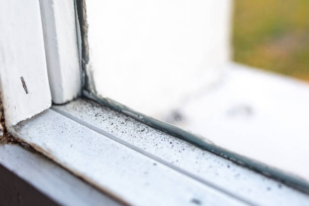 Best Mold Damage Restoration  in Del Rey Oaks, CA