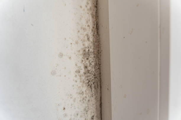 Best Basement Mold Removal  in Del Rey Oaks, CA